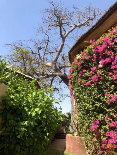 Jardin - Image 11