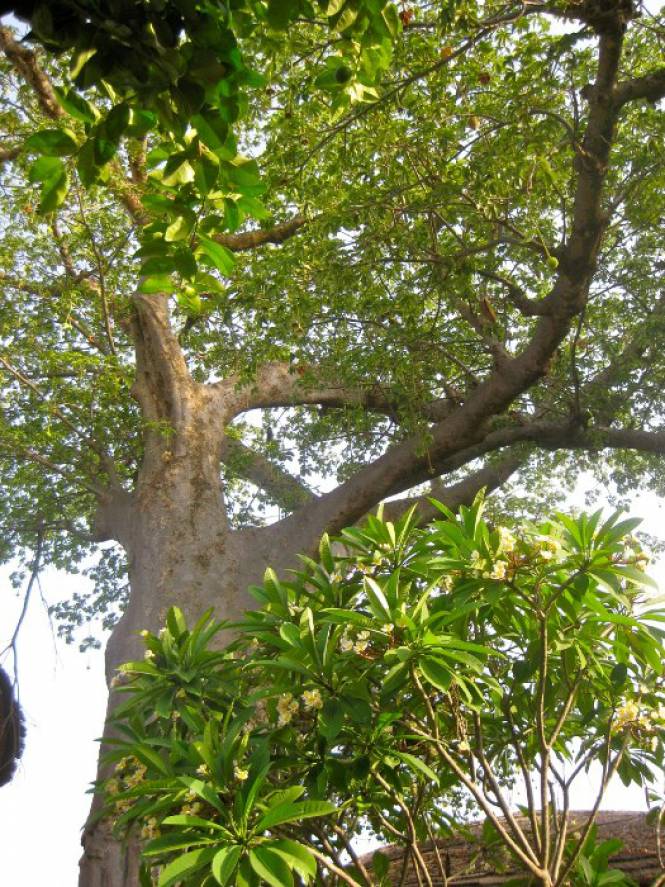 Photo 4 du Le jardin de la maison